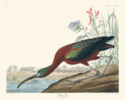 Ibis brillante, de John James Audubon, 1827