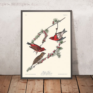 Finch Viola di John James Audubon 1827 