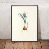 Saffron Crocus (Crocus sativus, Plate 4) by Pierre Joseph Redouté, 1805