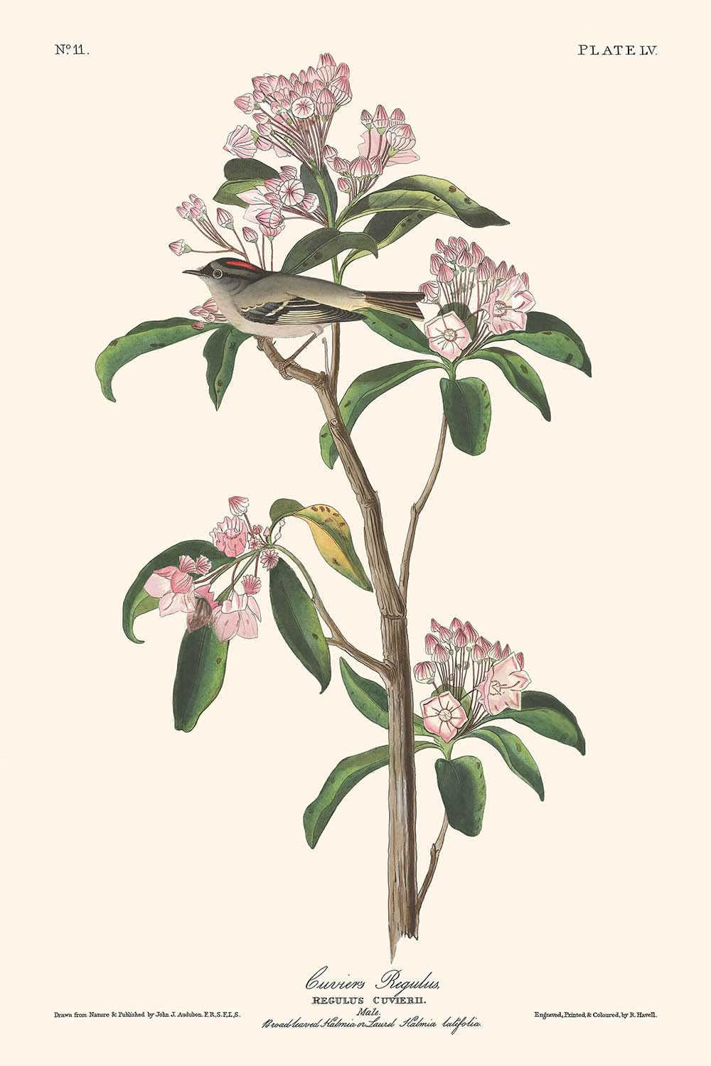 Cuviers Goldhähnchen von John James Audubon, 1827