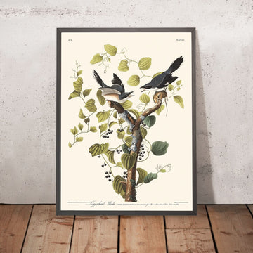 Shrike testardo di John James Audubon, 1827 