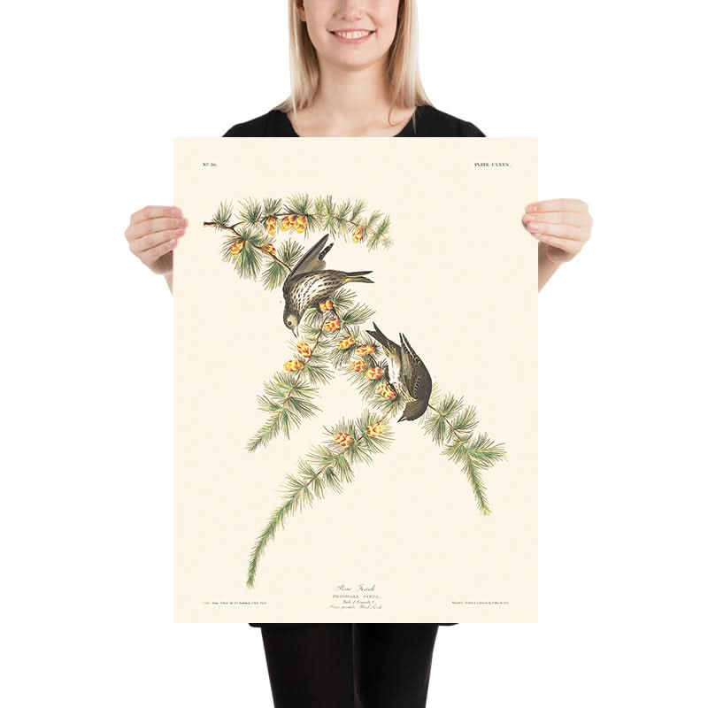 Pinzimonio di pino di John James Audubon 1827 