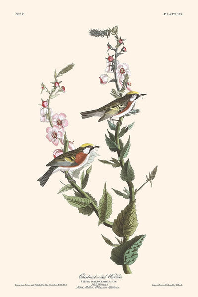 Kastanienseitensänger von John James Audubon, 1827 