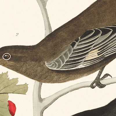 Zorzal leonado chico Ptiliogony's Townsendi Canada Jay por John James Audubon 1827