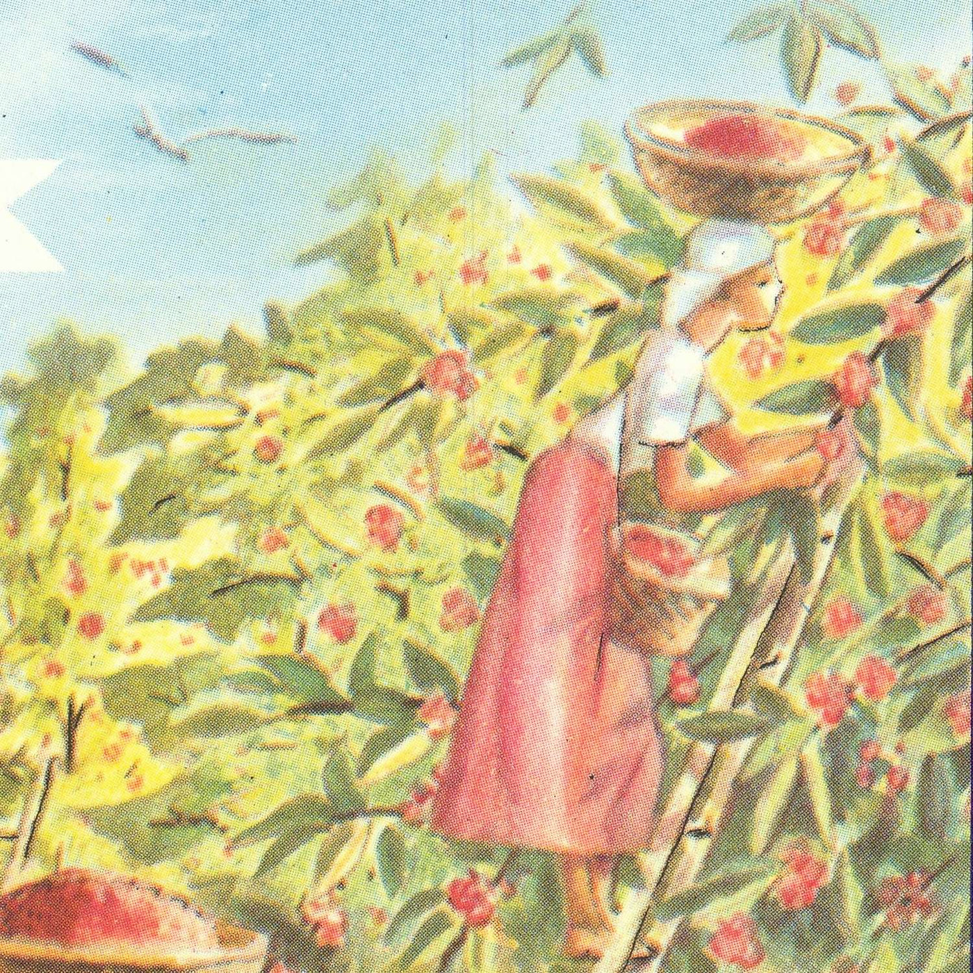 Old World Map of Coffee, Tea, & Spices McCormick, 1957: Spice Trade, Explorers, Mid-Century Design