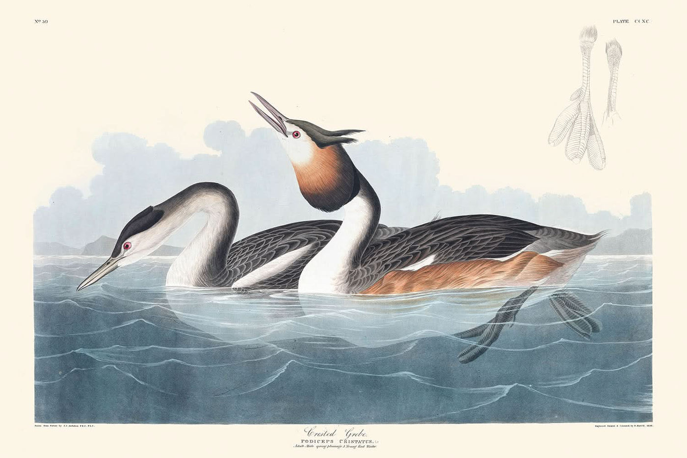 Grèbe huppé par John James Audubon, 1827