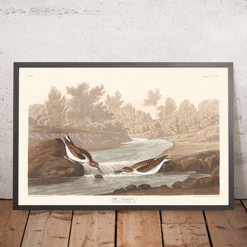 Kleiner Sandregenpfeifer von John James Audubon, 1827 