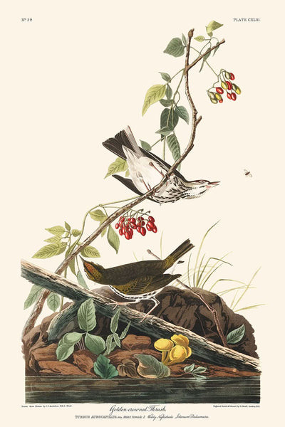 Zorzal de corona dorada, de John James Audubon, 1827