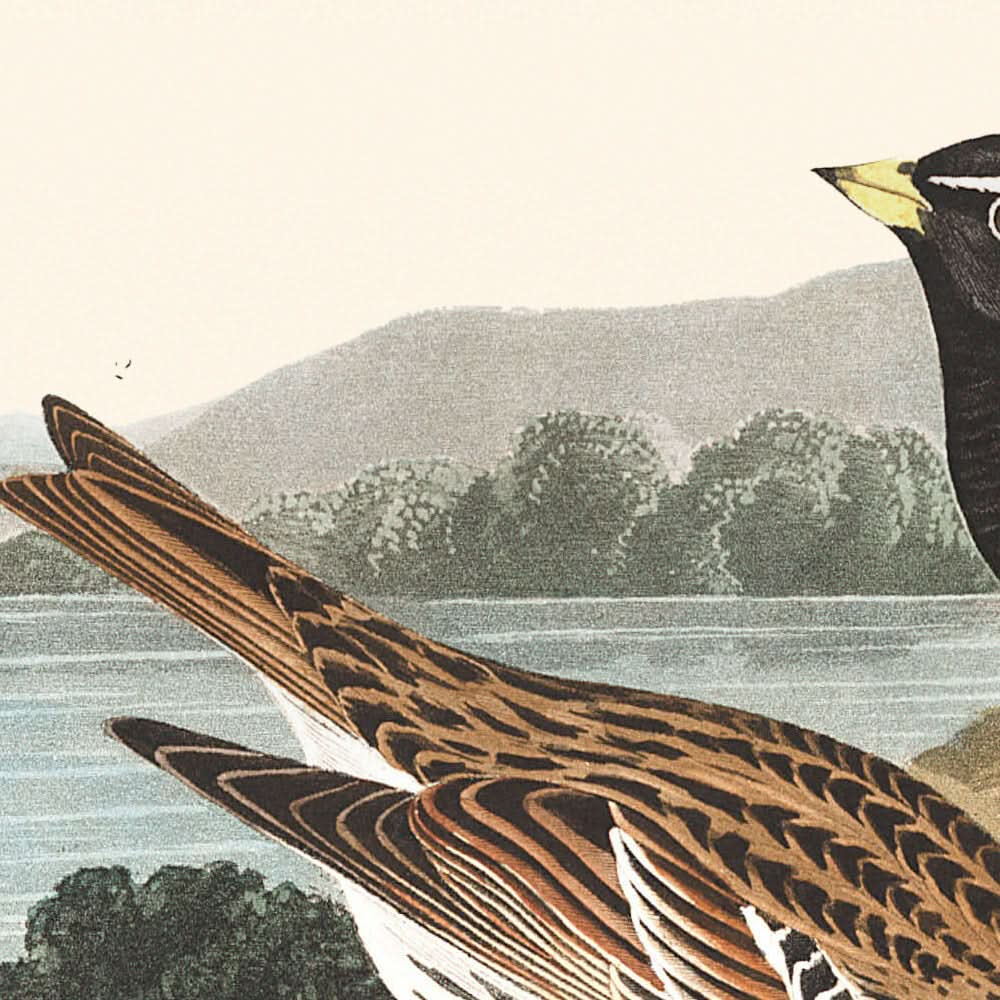 Lapland Long-spur by John James Audubon, 1827