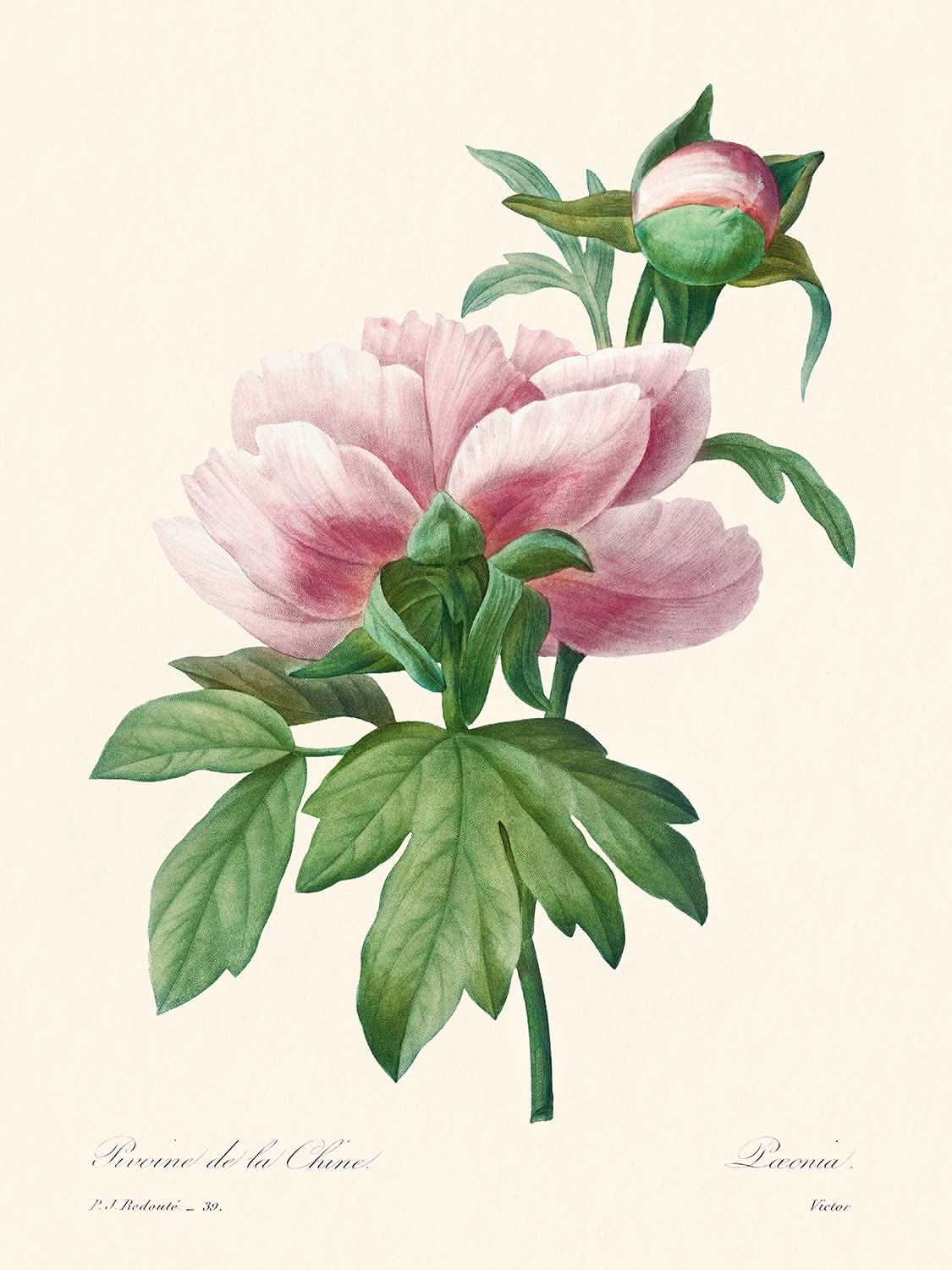 Peonía rosa de Pierre-Joseph Redouté, 1802