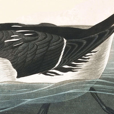 Alca chico, de John James Audubon, 1827