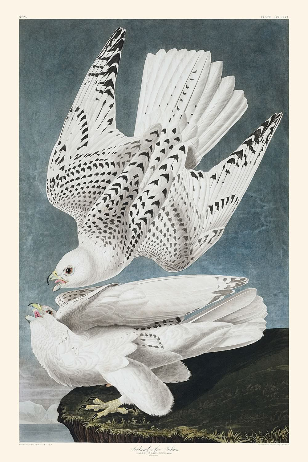 Iceland, or Jer Falcon by John James Audubon, 1827