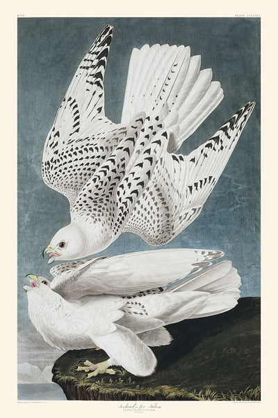 Island, oder Jer Falcon von John James Audubon, 1827 