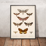 Moths (Lepidoptera-Heterocera, Plate 72) by Frederick DuCane Godman, 1879