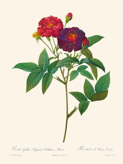 Rosa Gallica Purpurea Velutina Parva de Pierre-Joseph Redouté, 1817