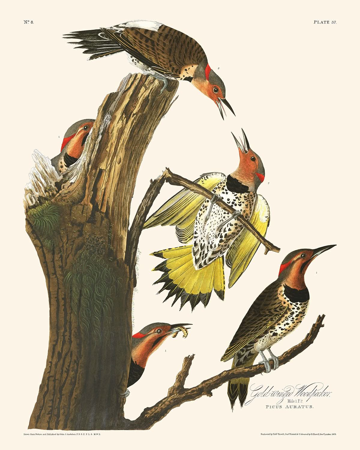 Pájaro carpintero de alas doradas, de John James Audubon, 1827