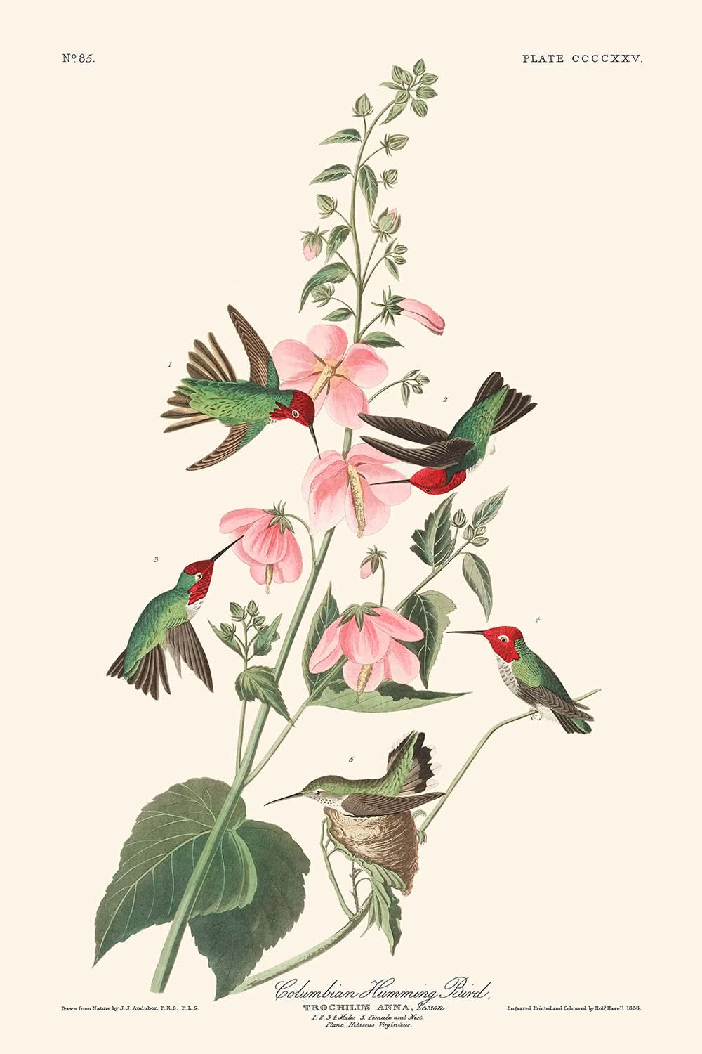 Kolumbianischer Kolibri von John James Audubon, 1827