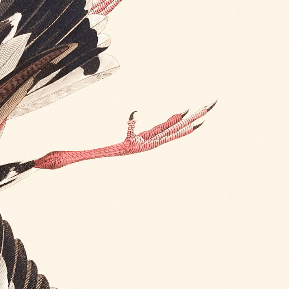 Turnstein von John James Audubon, 1827 