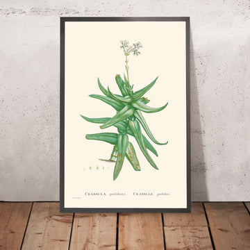 Crassula rouge à feuilles falciformes de Pierre-Joseph Redouté, 1802