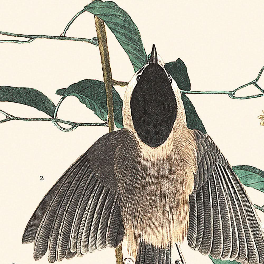 Carbonero de Carolina, de John James Audubon, 1827