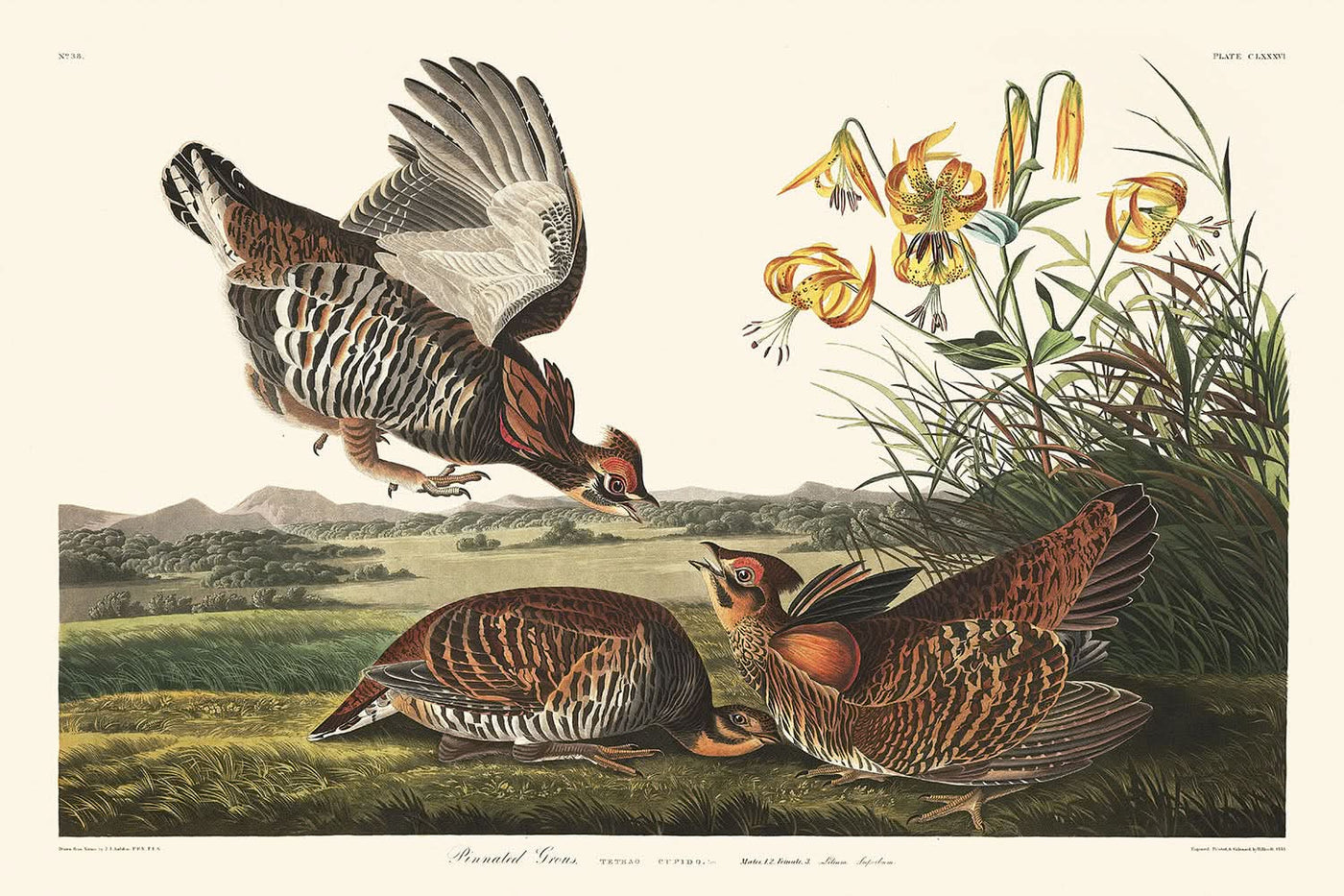 Urogallo pinnado, de John James Audubon, 1827