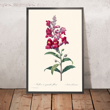 Anterinum di Pierre-Joseph Redouté, 1827 