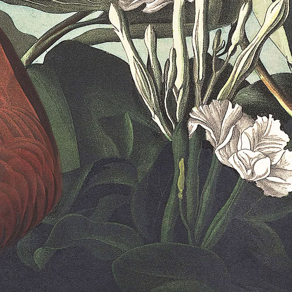 Paloma de Key West, de John James Audubon, 1827