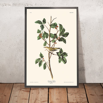 Ein gerahmtes Bild des Tennessee-Waldsängers von John James Audubon, 1827