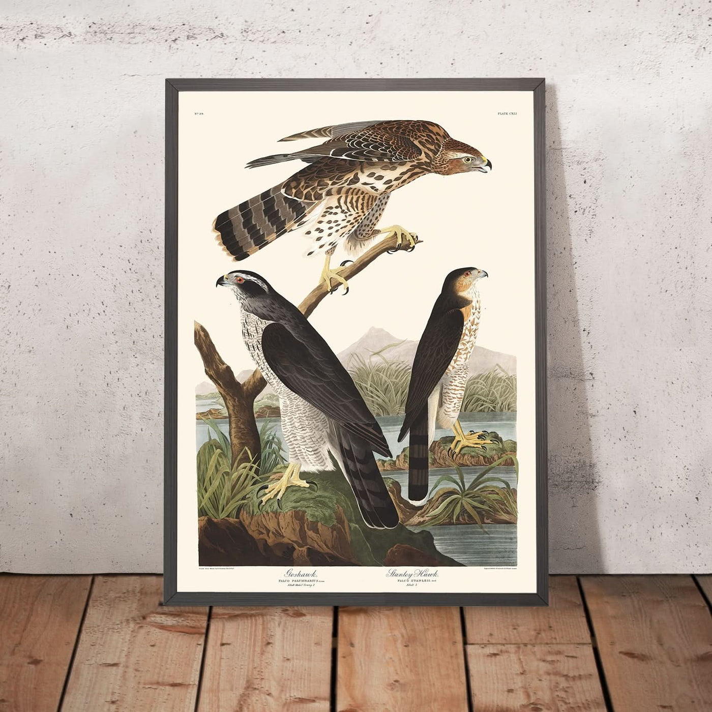 Goshawk und Stanley Hawk von John James Audubon, 1827 