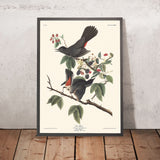 Katze Vogel von John James Audubon, 1827 