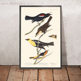 Storno di Nuttall, Troupiale dalla testa gialla, Oriole di Bullock di John James Audubon, 1827 
