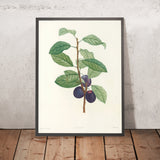 Plum (Prunus domestica, Plate 44) by Pierre Joseph Redouté, 1805