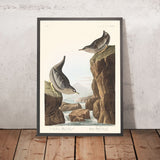 Kolumbianischer Wasseramsel oder Arktische Wasseramsel von John James Audubon, 1827 