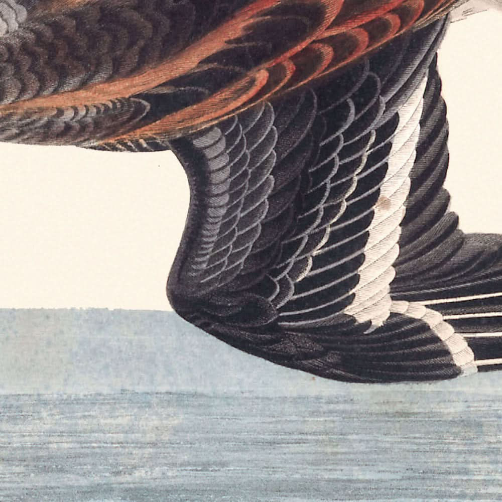 Falaropo hiperbóreo de John James Audubon, 1827