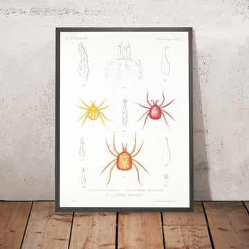A framed image of 
