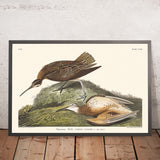 Curlew Esquimese di John James Audubon, 1827 
