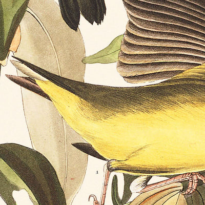 « Fauvette du Connecticut par John James Audubon, 1827 »