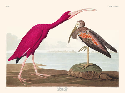 Scarlet Ibis by John James Audubon, 1827