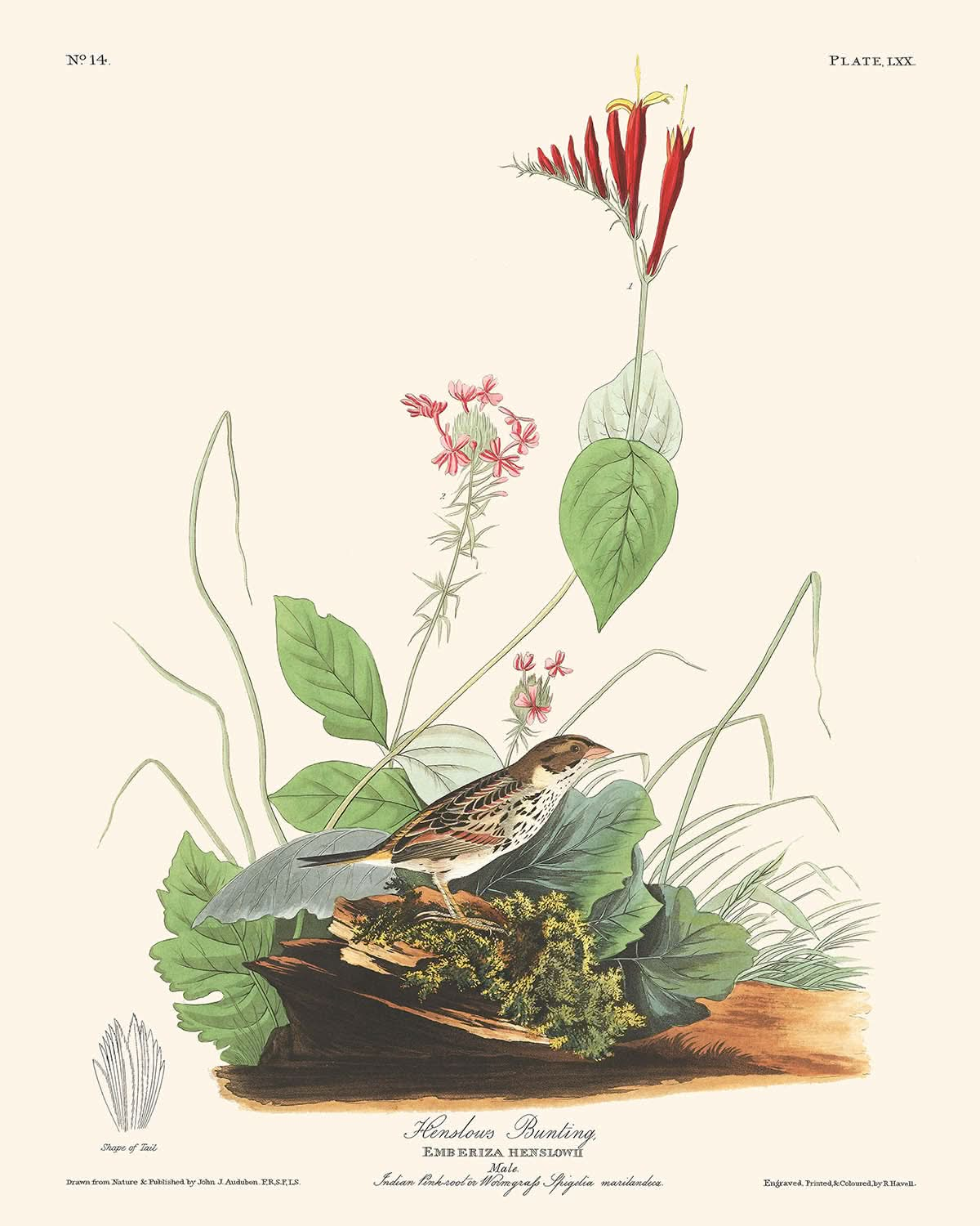 El escribano de Henslow, de John James Audubon, 1827