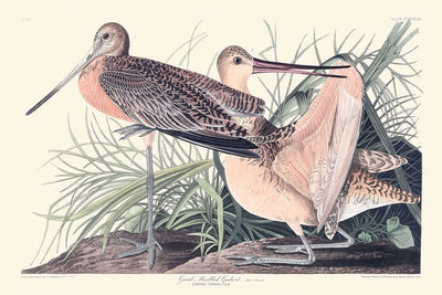 Zarapito jaspeado, de John James Audubon, 1827