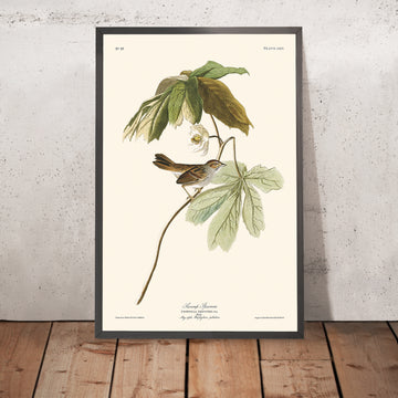 A framed image of Swamp Sparrow by John James Audubon, 1827