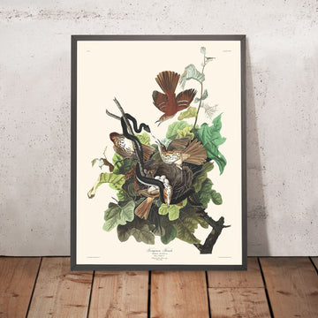 Eisenbraunelster von John James Audubon, 1827 