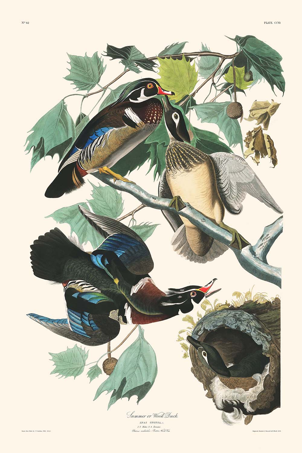 Summer or Wood Duck by John James Audubon, 1827