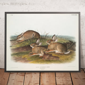 A framed image of 