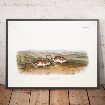 A framed image of 