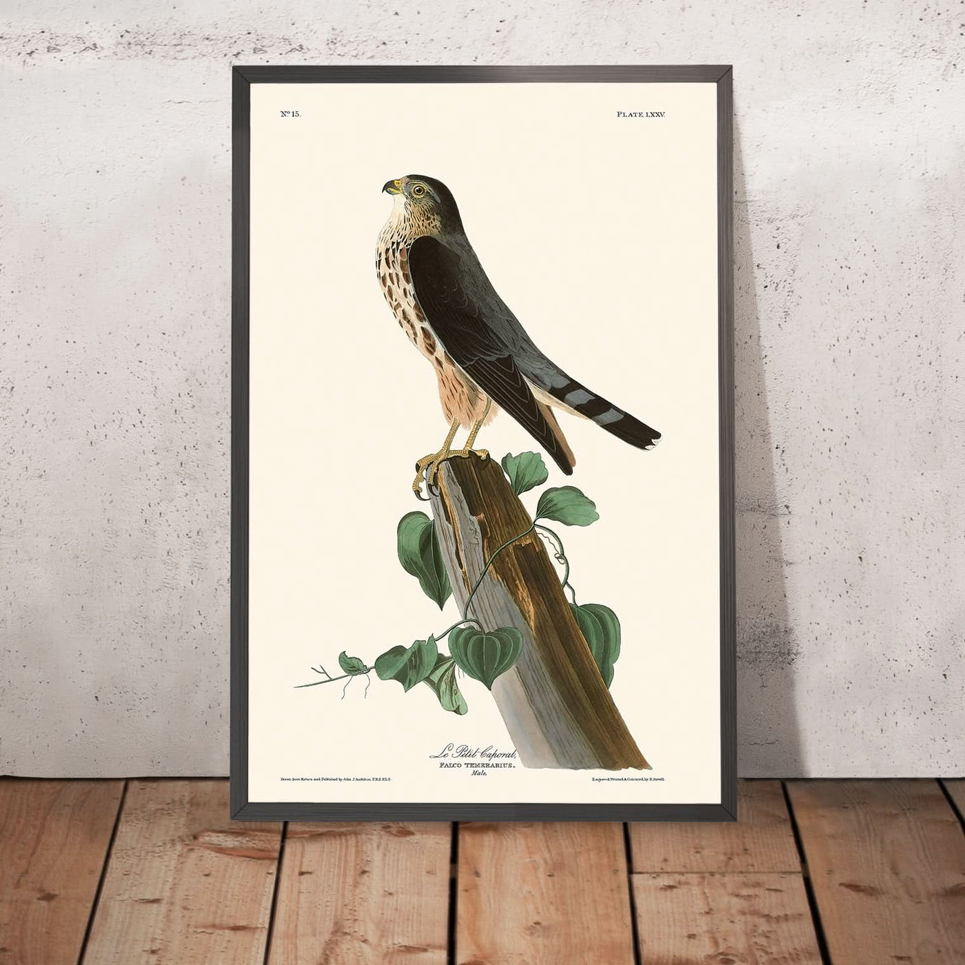 Der kleine Kaporal (Merlin) von John James Audubon, 1827 