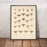 Wasps (Hymenoptera, Plate 16) by Frederick DuCane Godman, 1879
