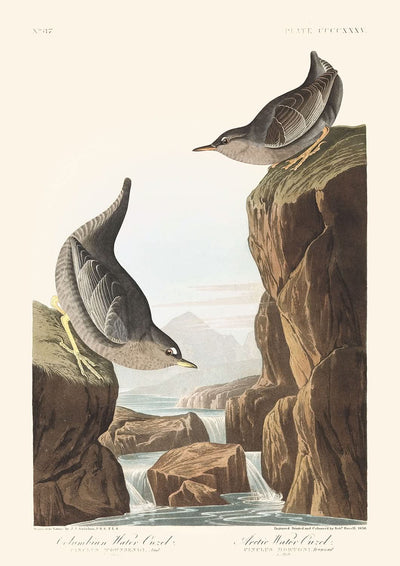 Merle d'eau de Colombie, ou Merle d'eau arctique par John James Audubon, 1827