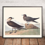 Richardson's Jager by John James Audubon, 1827