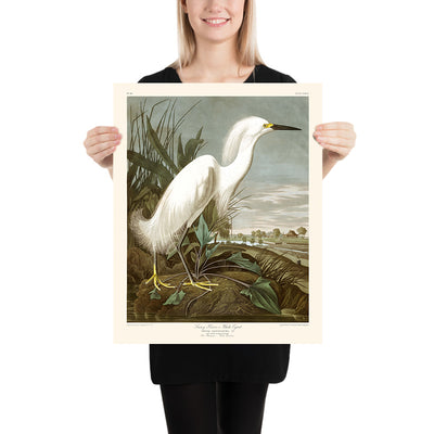 Snowy Heron, or White Egret by John James Audubon, 1827